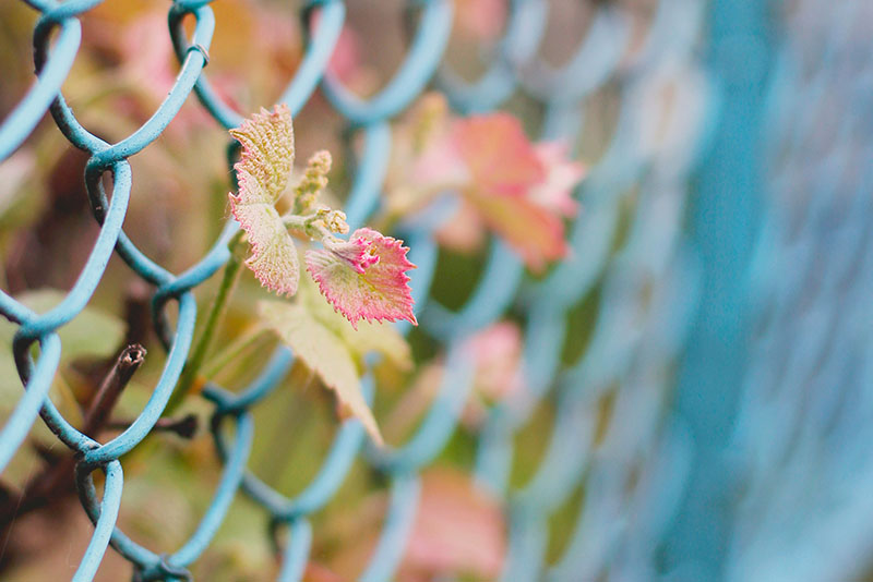 5 Tips to Maintain Your Chain Link Fence in Vancouver’s Climate – Image 1 5 Tips to Maintain Your Chain Link Fence in Vancouver’s Climate - Image 1