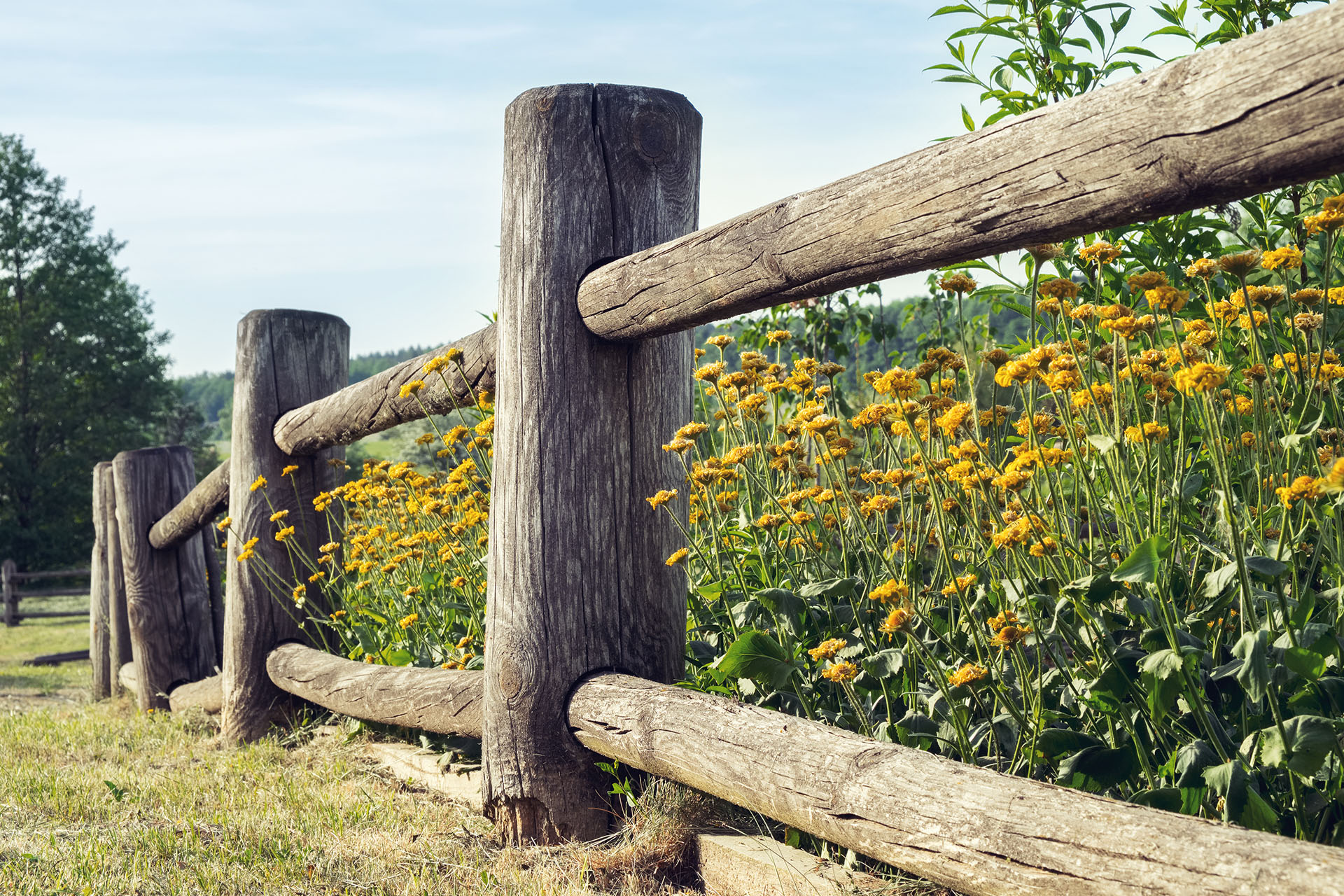 Split Rail Fencing 101 - Featured image